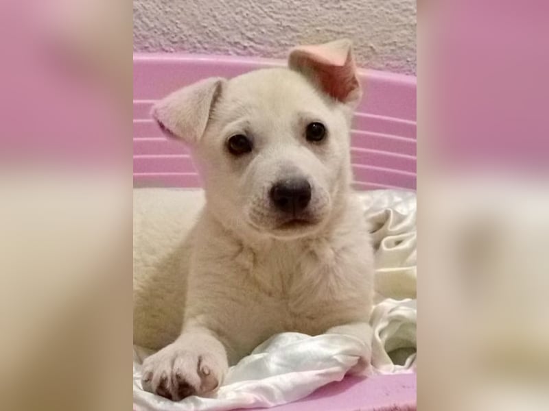 MARILU - kleines Eisbärbaby auf vier Pfoten