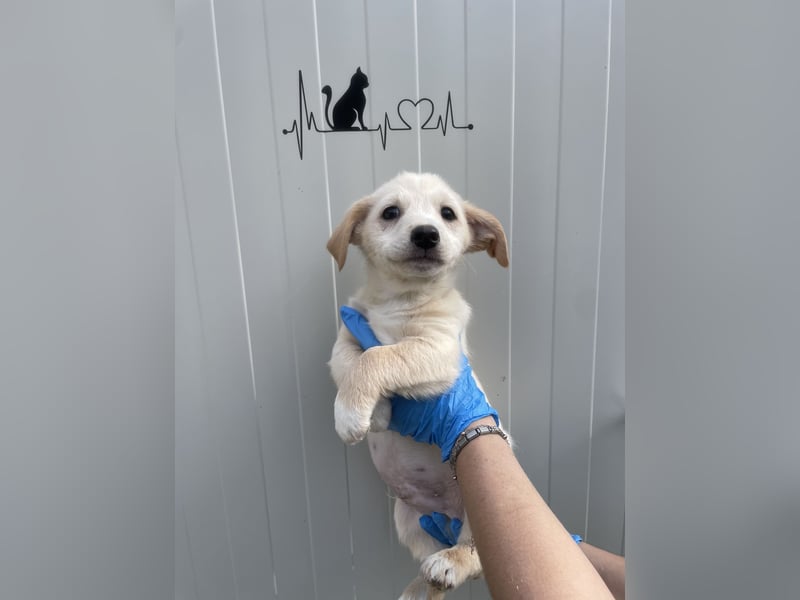 VALENTINO - zuckersüßer Welpe