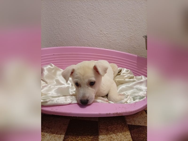 MARILU - kleines Eisbärbaby auf vier Pfoten