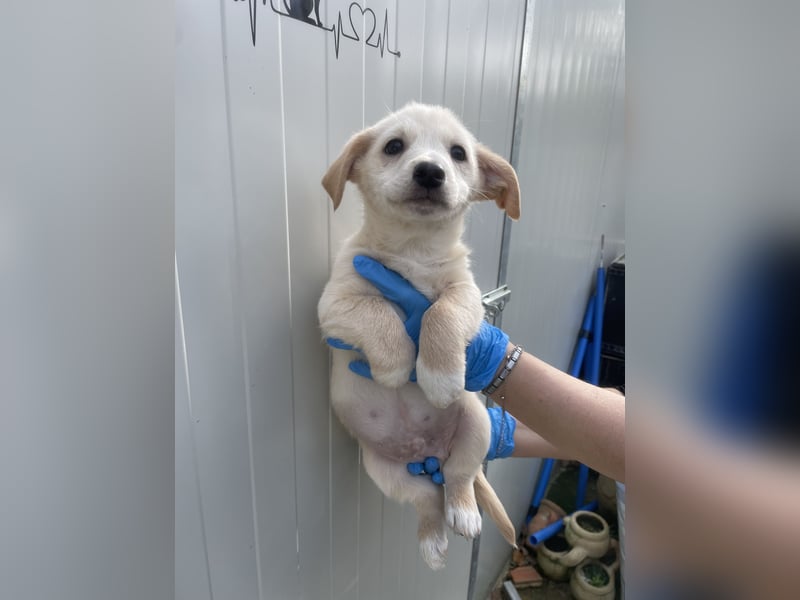 VALENTINO - zuckersüßer Welpe