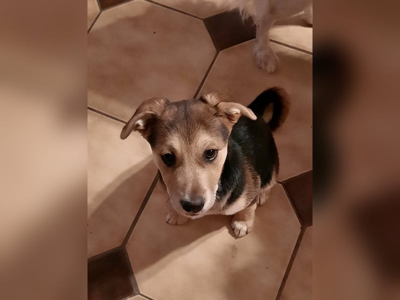 Süße Ronja sucht liebevolles Zuhause
