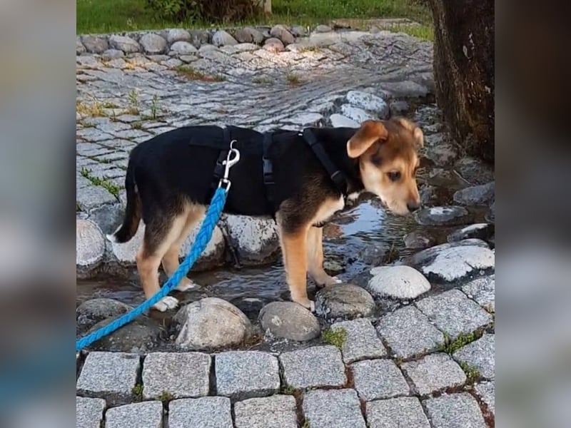 Süße Ronja sucht liebevolles Zuhause