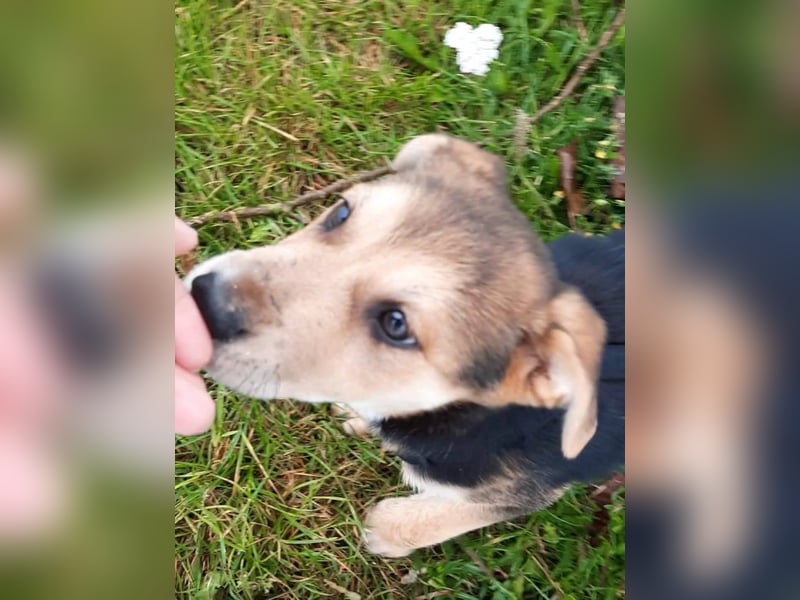 Süße Ronja sucht liebevolles Zuhause