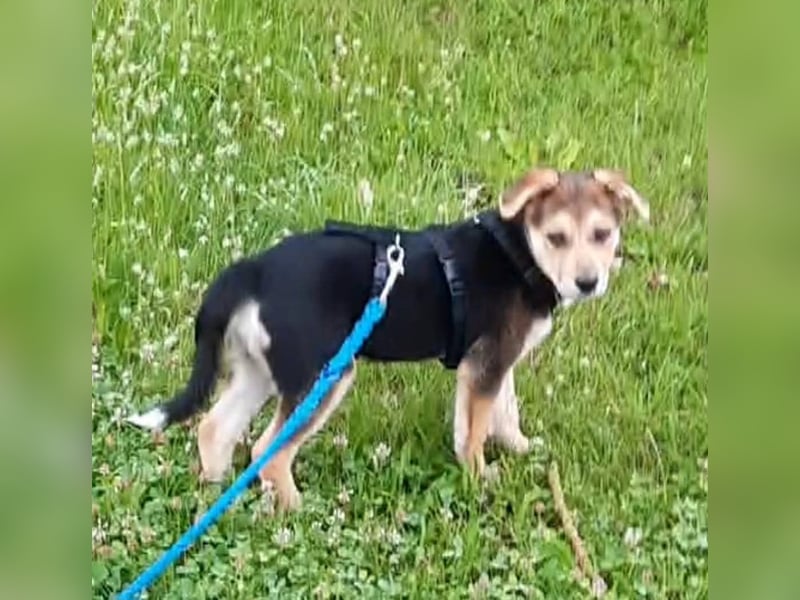 Süße Ronja sucht liebevolles Zuhause