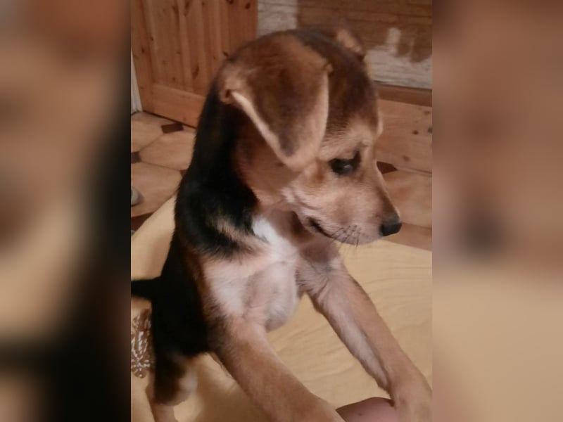 Süße Ronja sucht liebevolles Zuhause