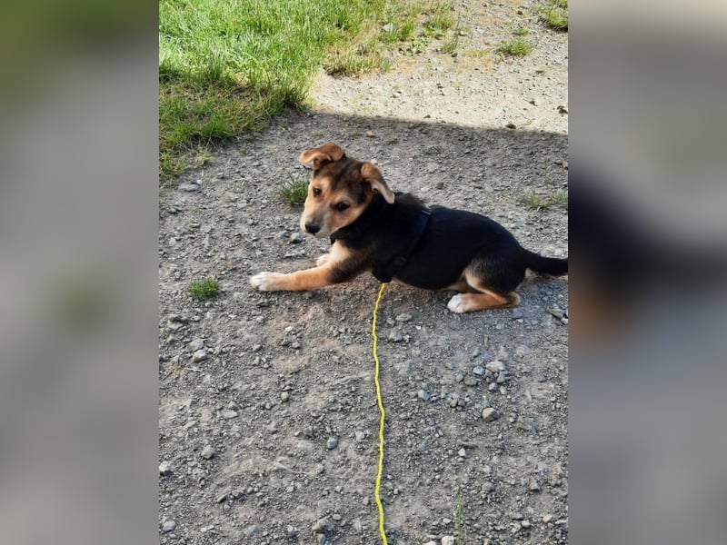 Süße Ronja sucht liebevolles Zuhause