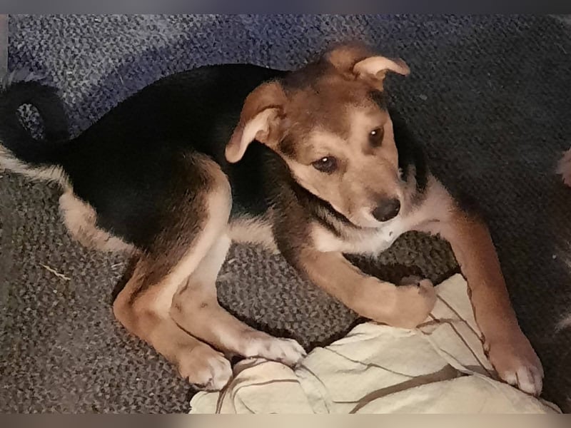 Süße Ronja sucht liebevolles Zuhause