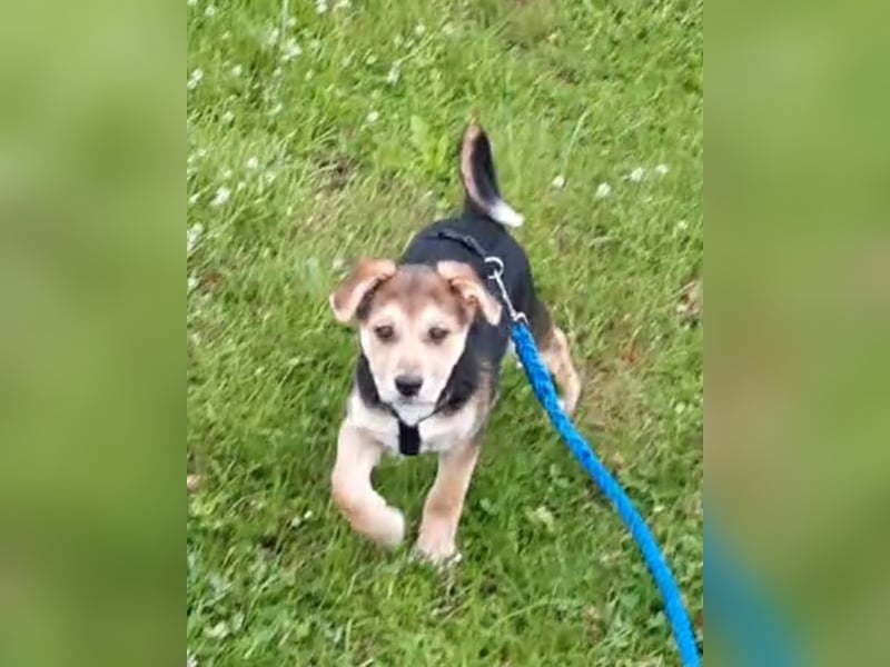 Süße Ronja sucht liebevolles Zuhause