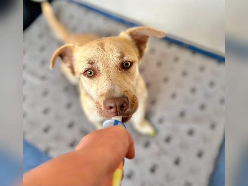 Rüde Joey – liebevoll, offen und eine lustige Wurst