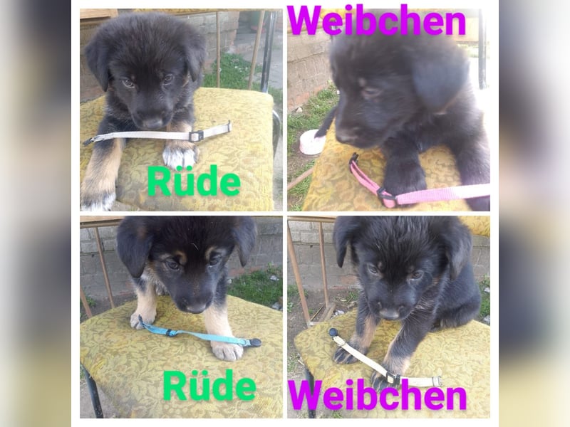 Mischlingswelpen abzugeben