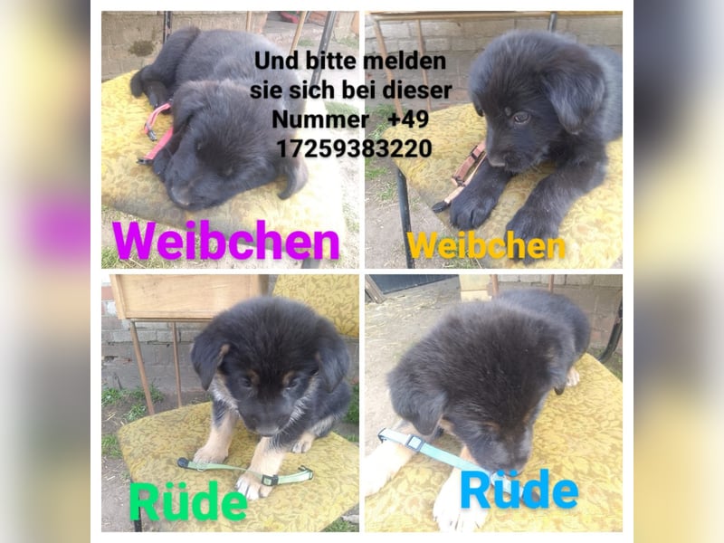 Mischlingswelpen abzugeben