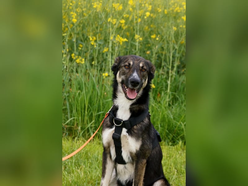 Tico ein toller Familienhund