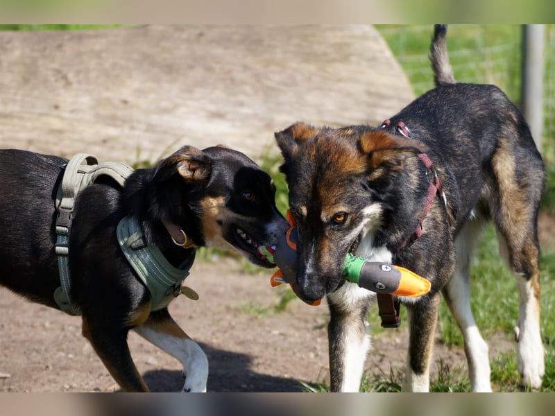 Tico ein toller Familienhund
