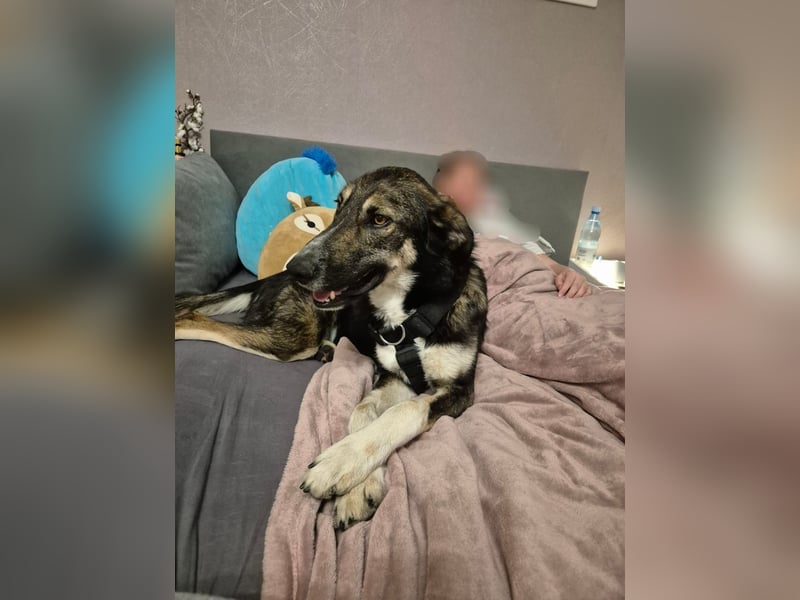 Tico ein toller Familienhund
