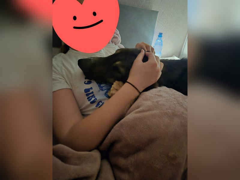 Tico ein toller Familienhund