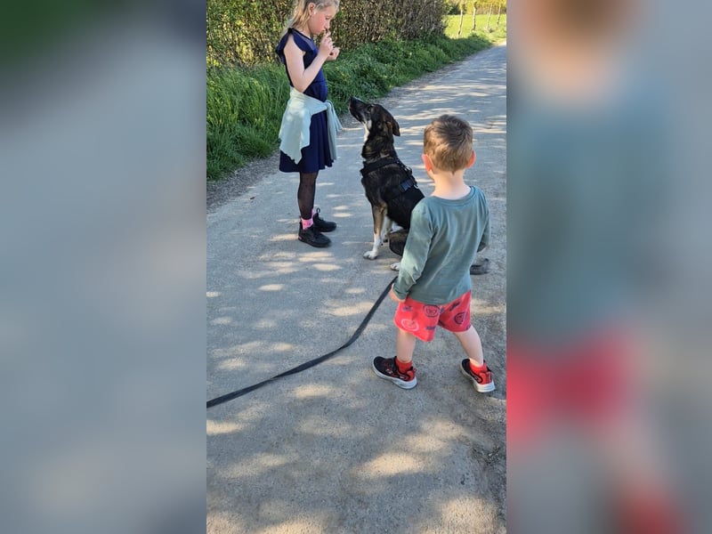 Tico ein toller Familienhund