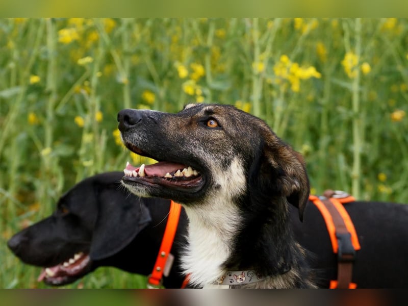 Tico ein toller Familienhund