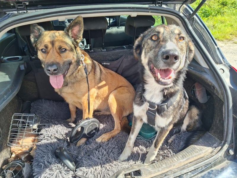 Tico ein toller Familienhund