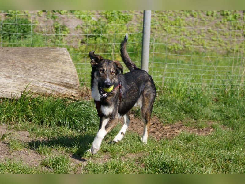 Tico ein toller Familienhund