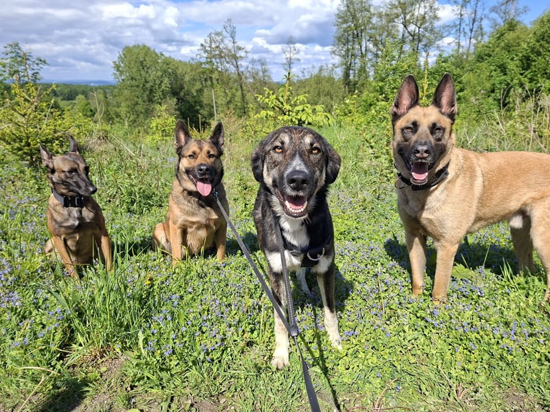 Tico ein toller Familienhund
