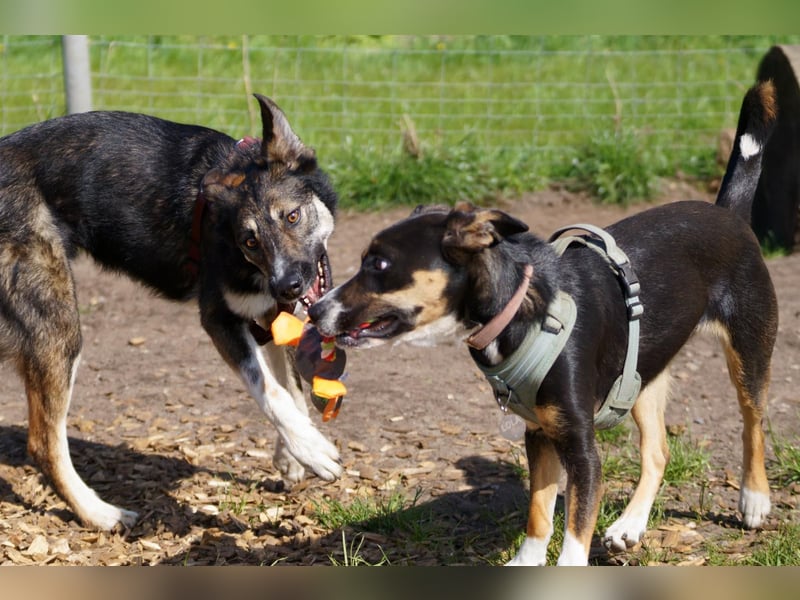 Tico ein toller Familienhund