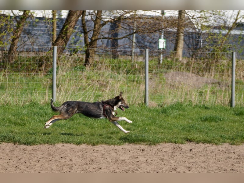 Tico ein toller Familienhund