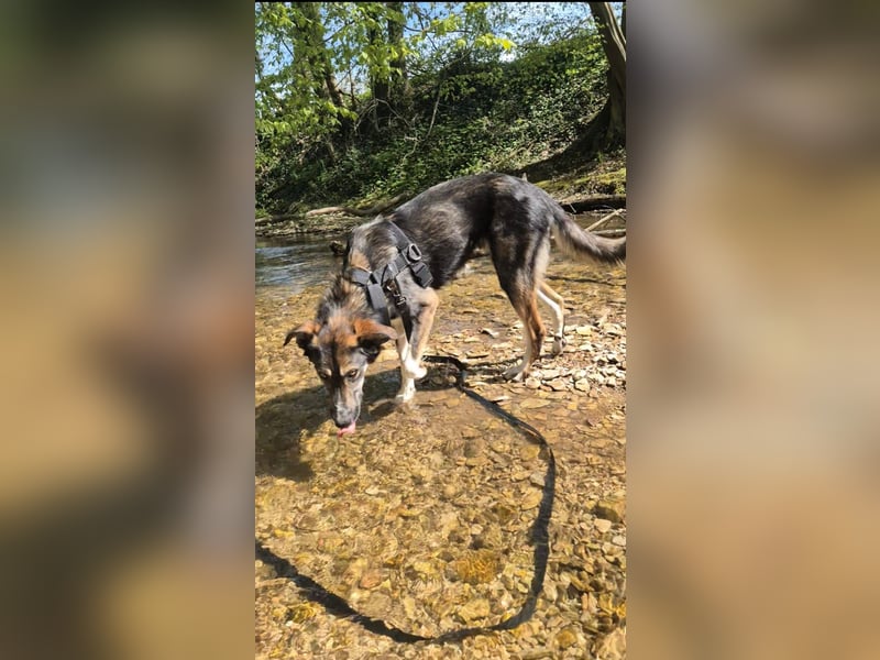 Tico ein toller Familienhund