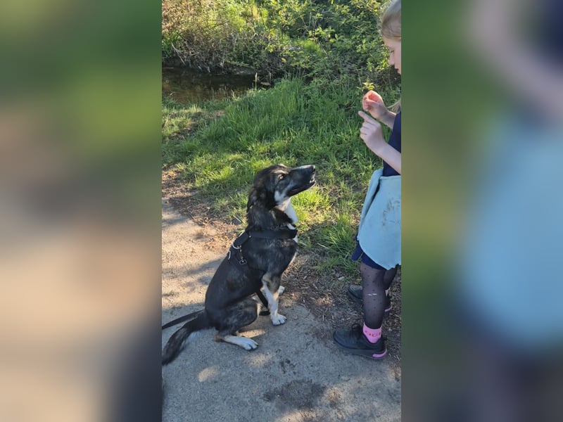 Tico ein toller Familienhund