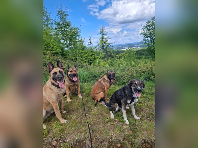 Tico ein toller Familienhund