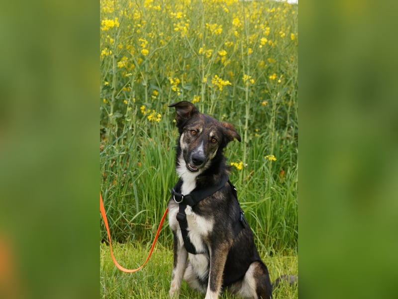 Tico ein toller Familienhund