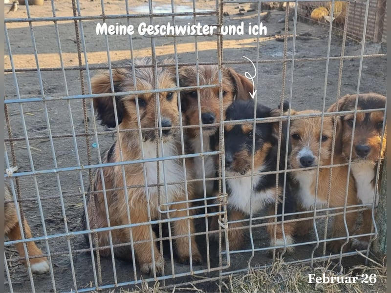 Meine Geschwister dürfen ausreisen - Jix möchte nicht alleine zurückbleiben!