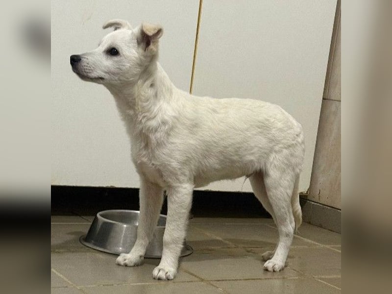 PETERCHEN - zuckersüßer Hundejunge sucht seine Menschen