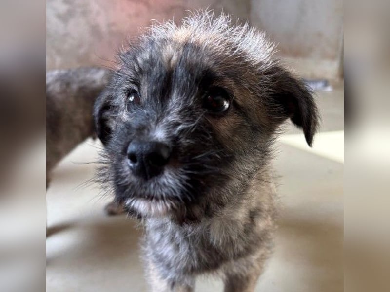 OREA - zuckersüßes Welpenmädchen sucht ihre Familie