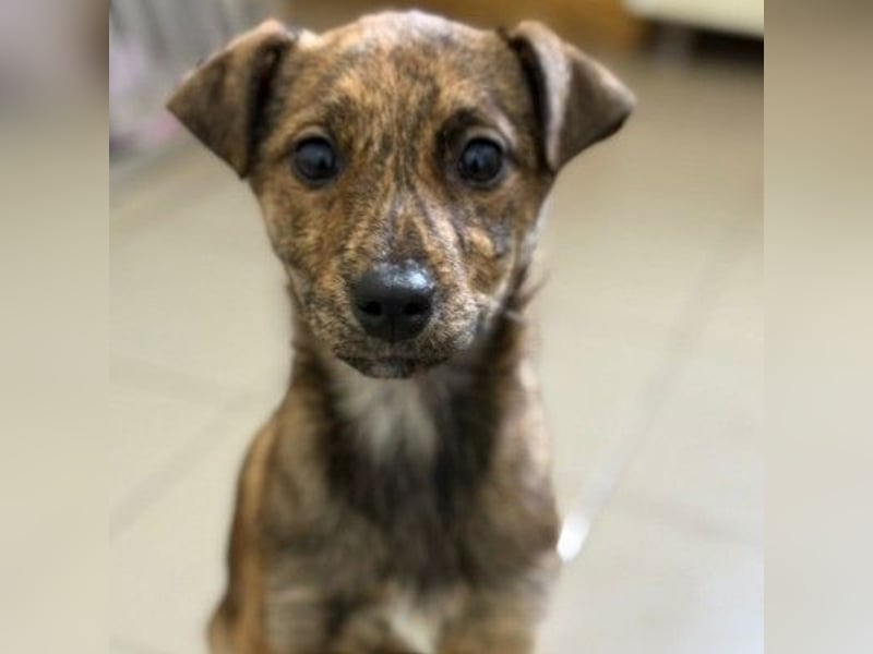 WANDA - zauberhaftes Welpenmädchen sucht ihre Familie