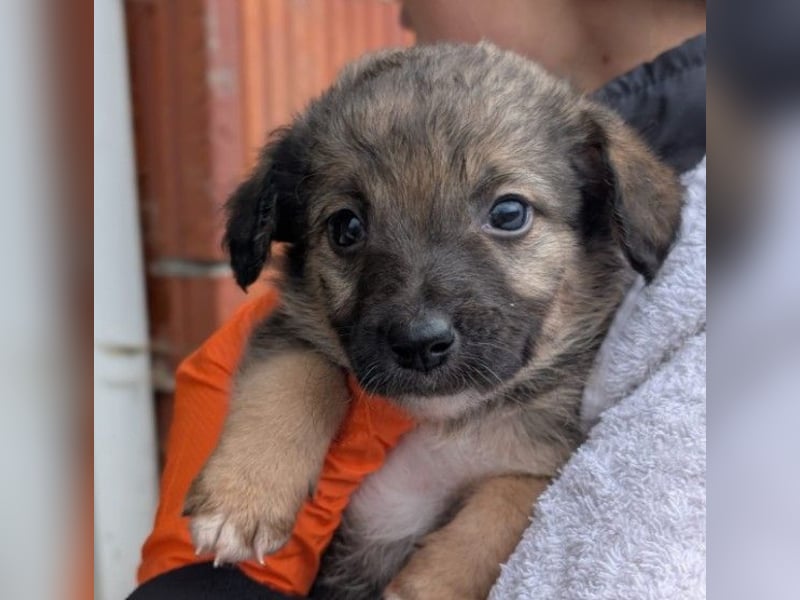 Welpenmädchen Binah