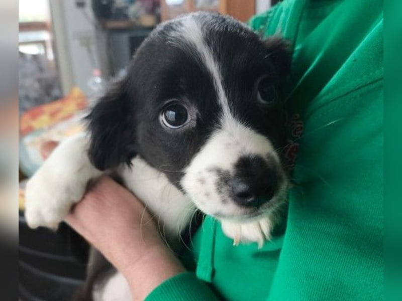 Zauberhafter Welpe Rumi