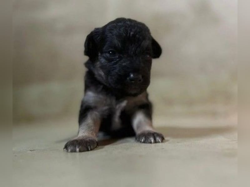 Süßes, liebes Welpenmädchen 23 B