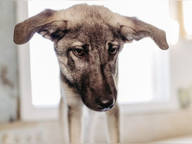 GLENNIE - aufgeweckter, liebenswerter Junghund sucht seine Familie