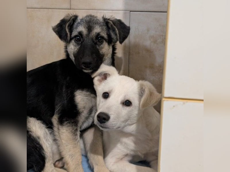 PETERCHEN - zuckersüßer Hundejunge sucht seine Menschen