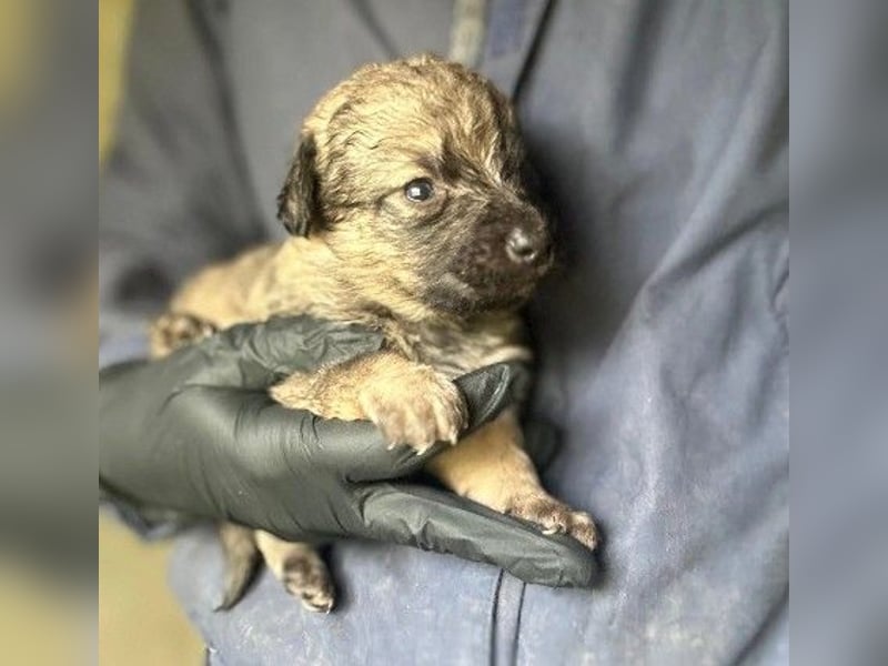 Zauberhafter Welpe Brösel