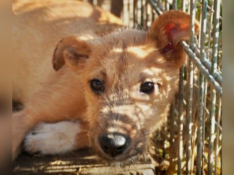 FYNN - bezaubernder Welpenjunge sucht seine Menschen