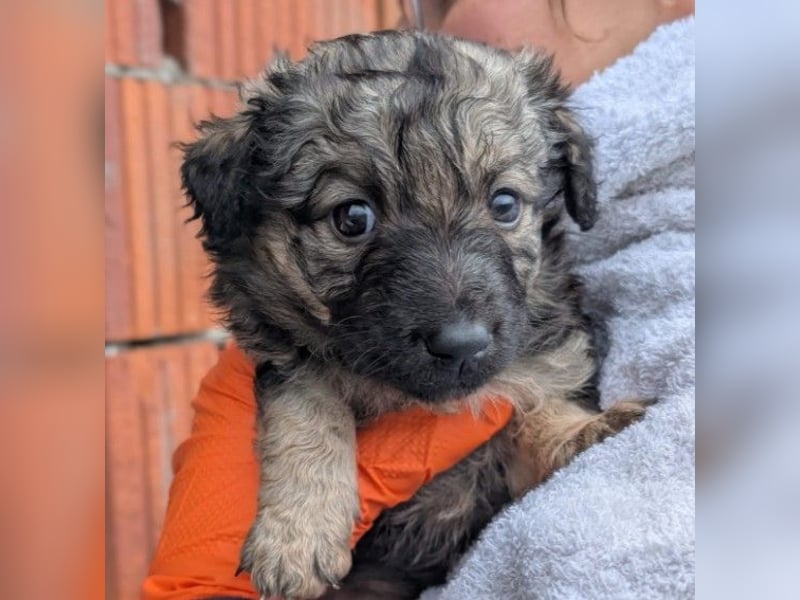 Zauberhafter Welpe Brösel