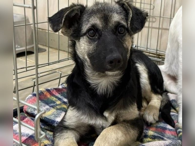 LIZZY - zauberhaftes, liebes Hundemädchen sucht ihre Familie