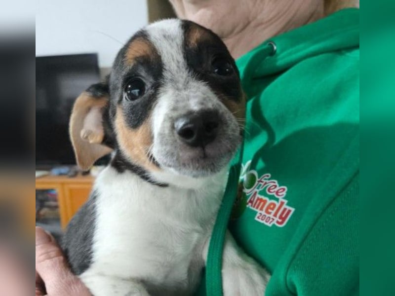 Zauberhaftes, liebes Welpenmädchen Runa