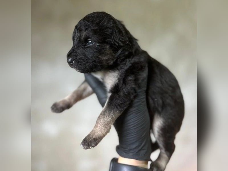 Süßes, liebes Welpenmädchen 23 B