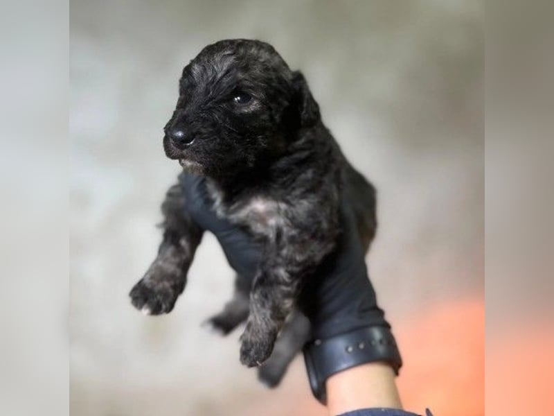 Zauberhafter Welpe 24 B