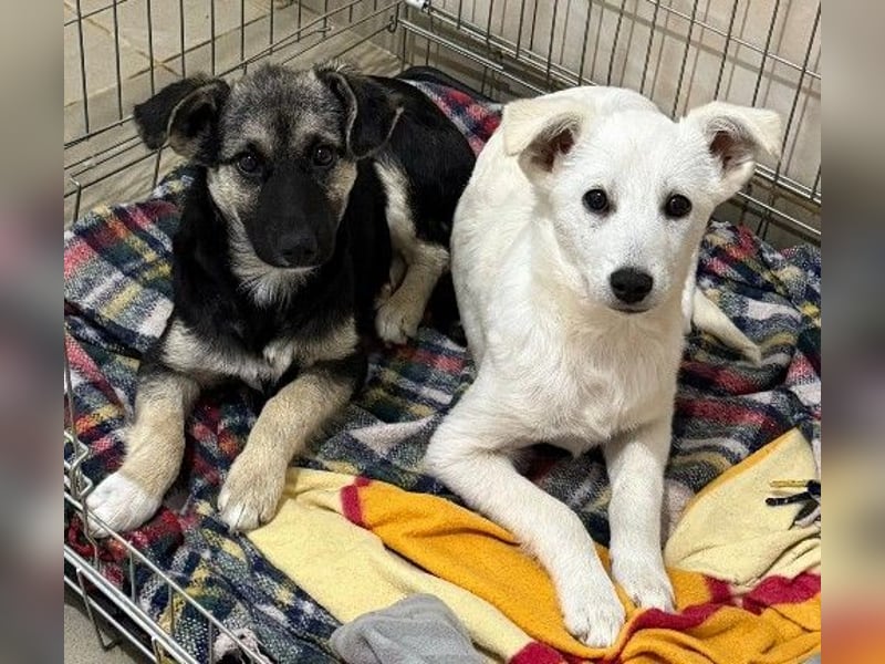 LIZZY - zauberhaftes, liebes Hundemädchen sucht ihre Familie