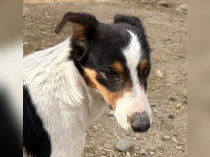 LADY - aufgeweckte Hündin sucht einfühlsames Zuhause