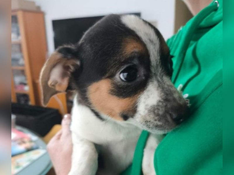 Zauberhaftes, liebes Welpenmädchen Runa