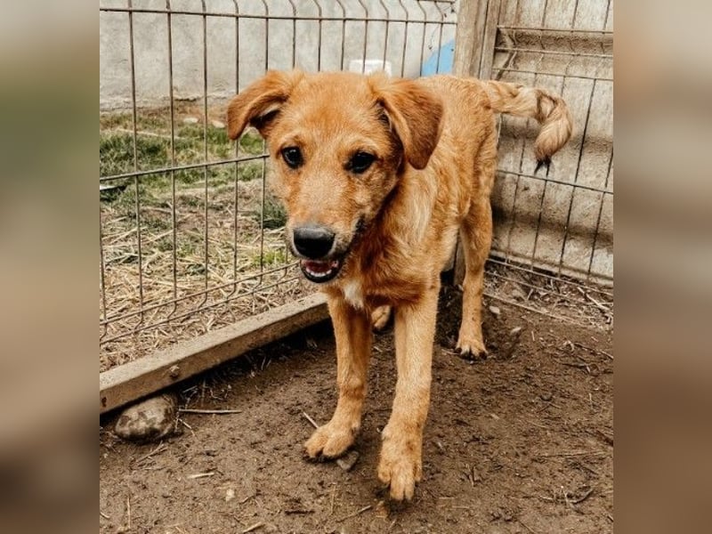 GAIO - menschenbezogener, verschmuster Junghund sucht seine Familie